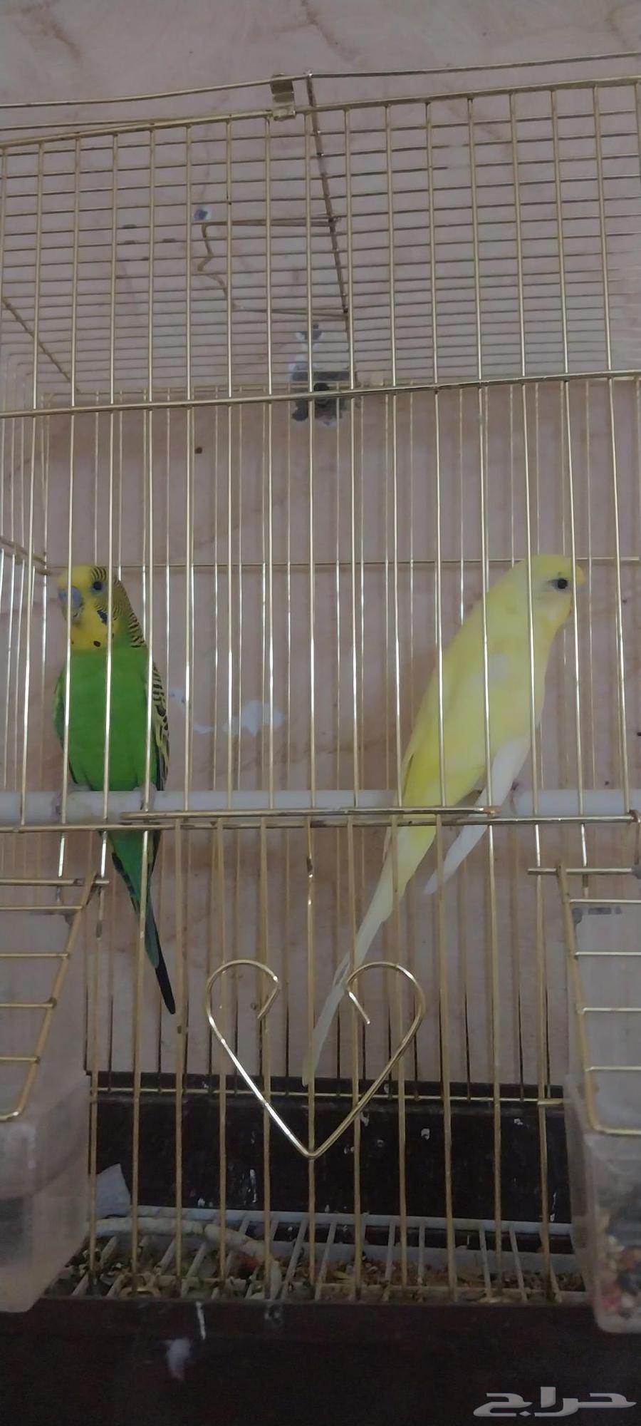 One Crowan and two Badji64508061255299112