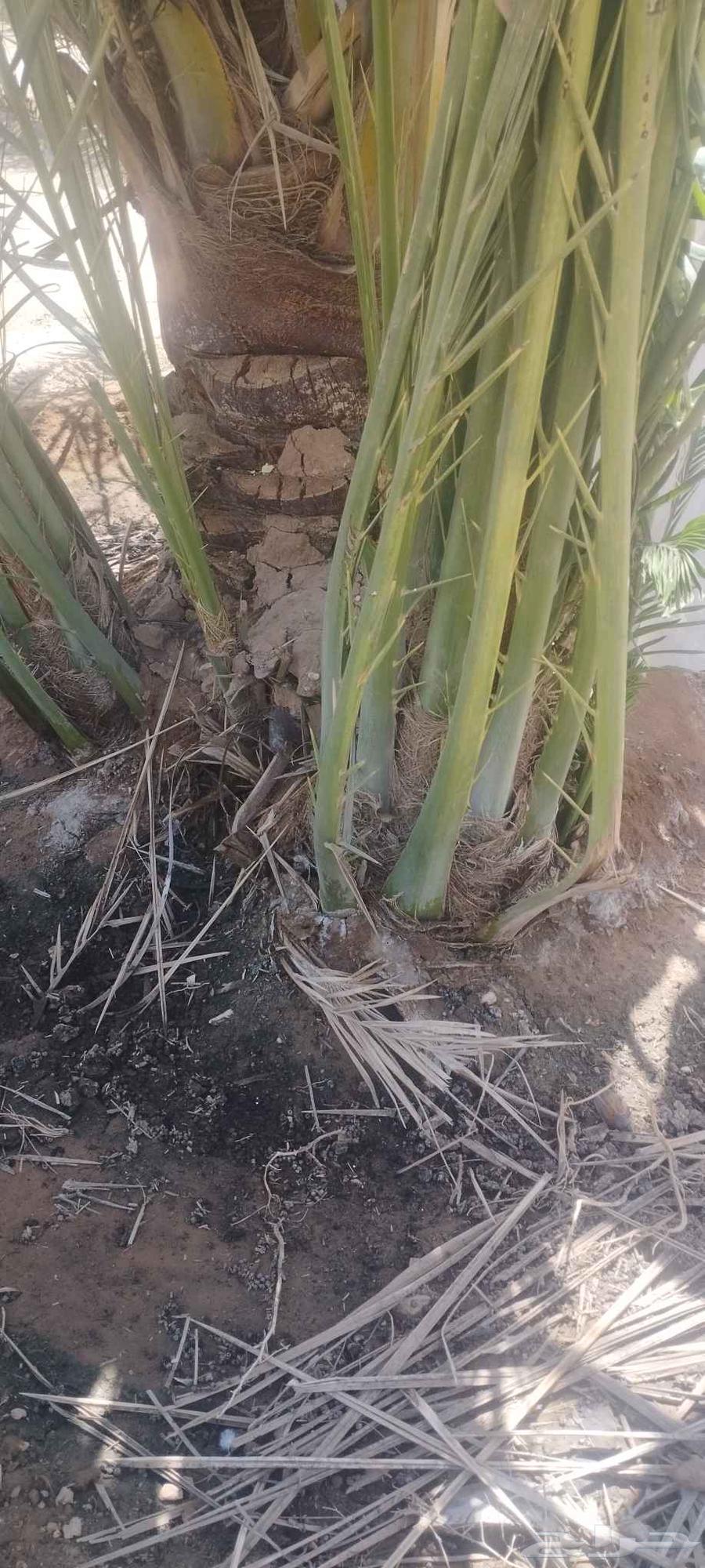 Date palms for sale, Sukkari, Khlas, Barhi, Maghool with delivery64506760807043110