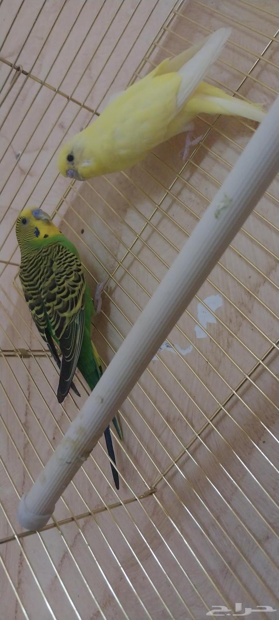 One Crowan and two Badji64508061255299113