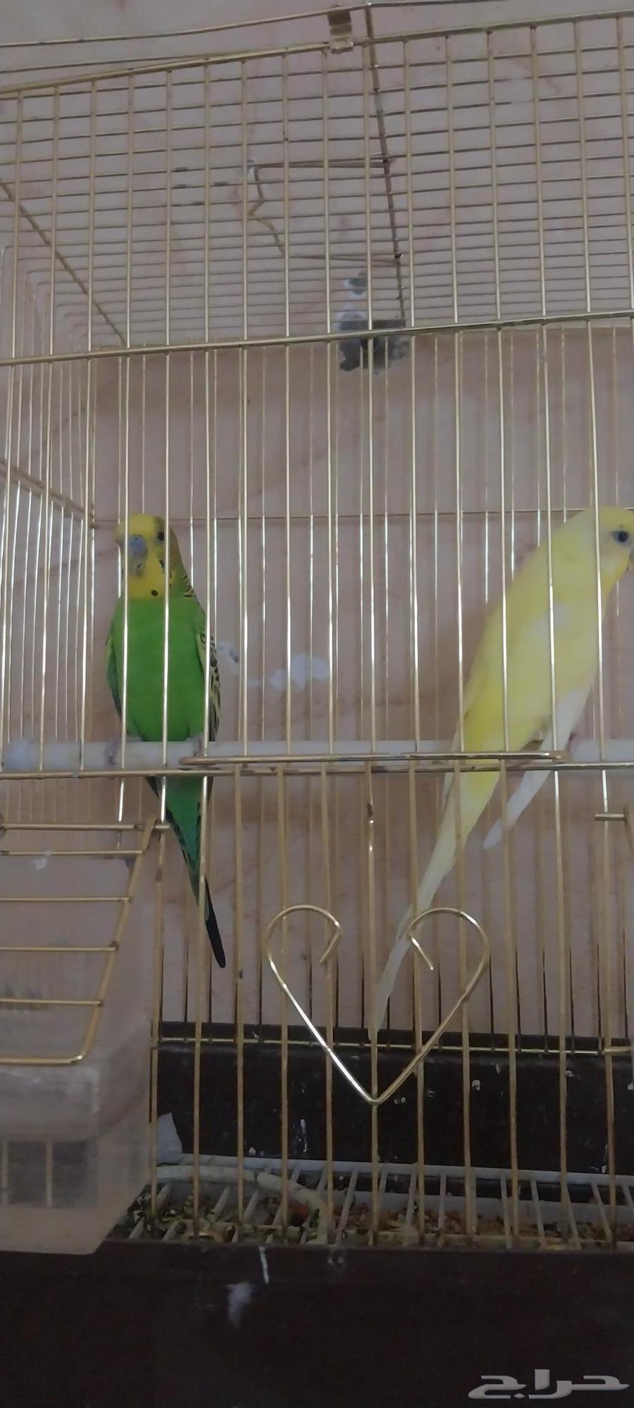 One Crowan and two Badji64508061255299111