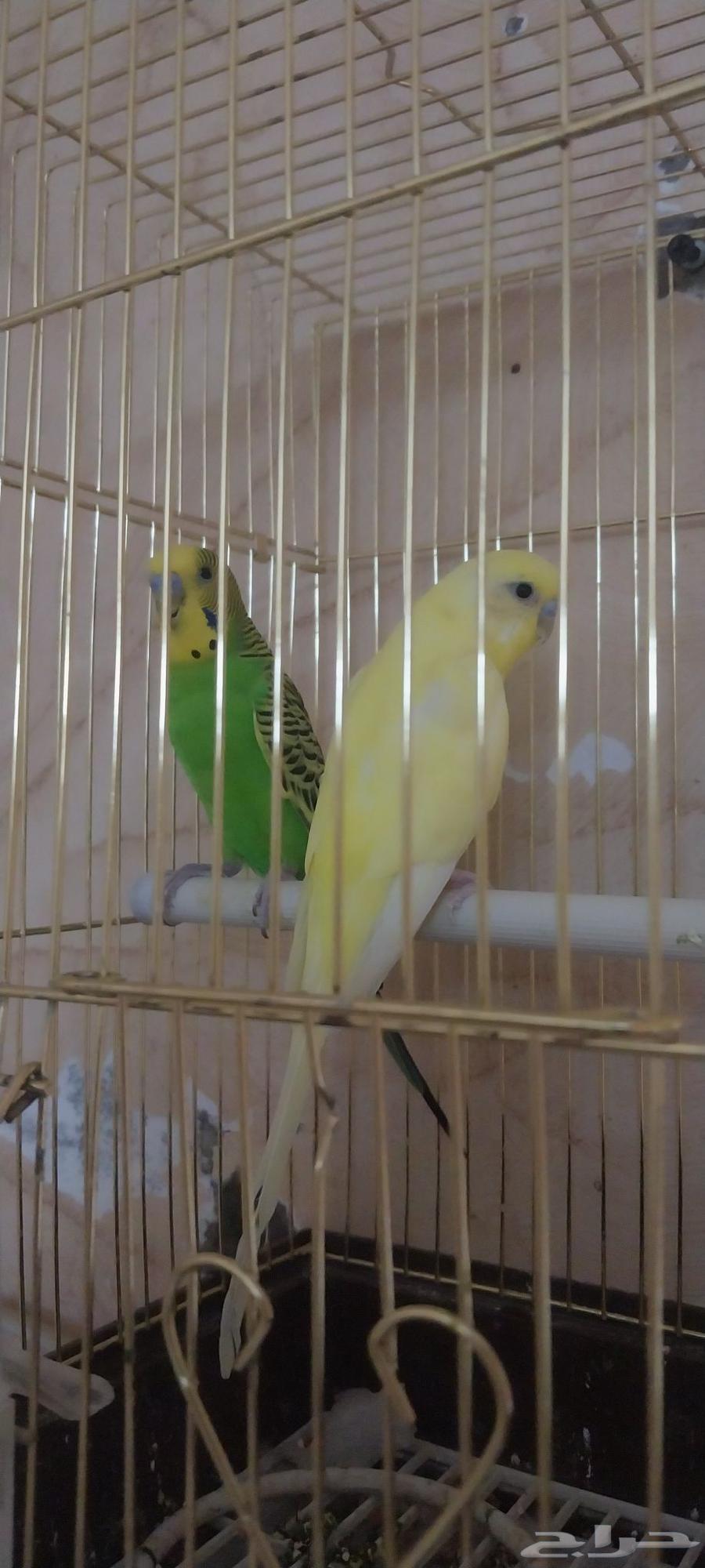 One Crowan and two Badji64508061255299114