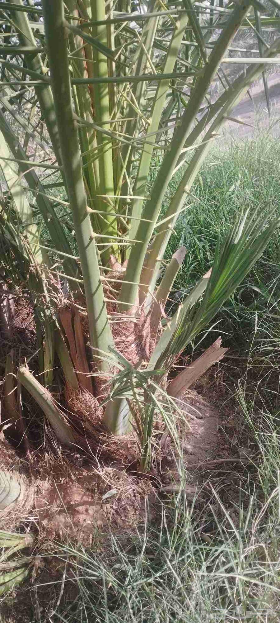 Date palms for sale, Sukkari, Khlas, Barhi, Maghool with delivery64506760807043111