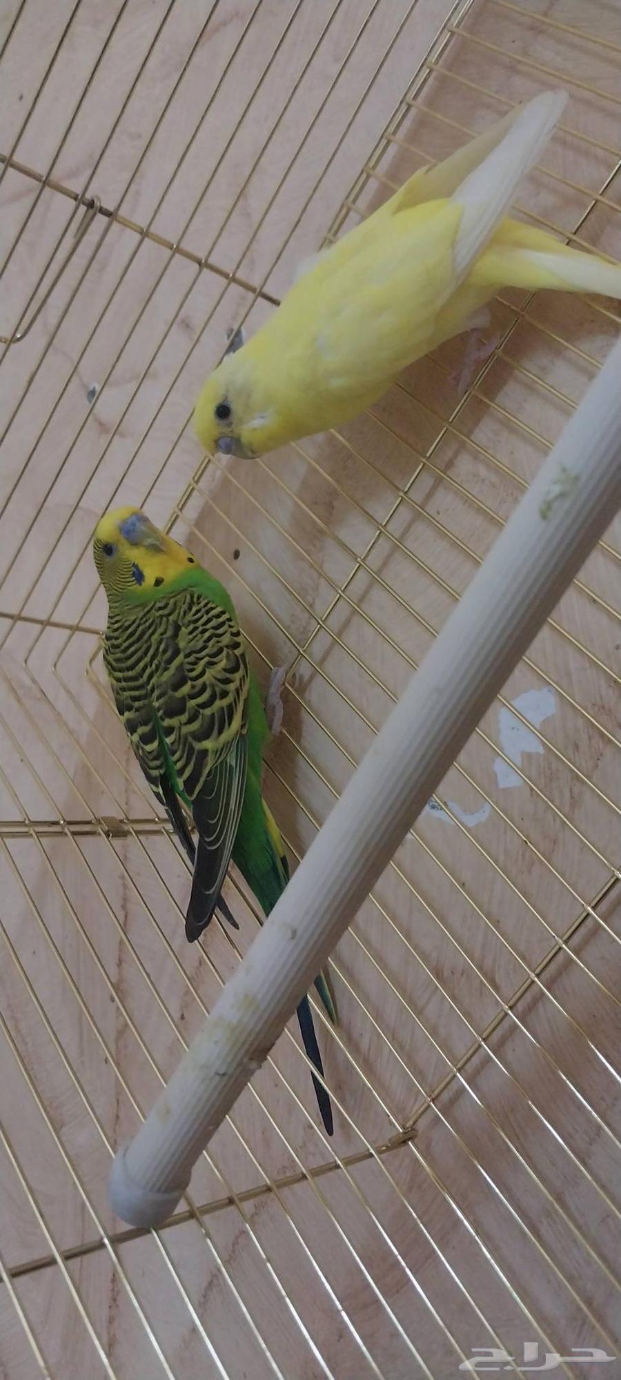 One Crowan and two Badji64508061255299110