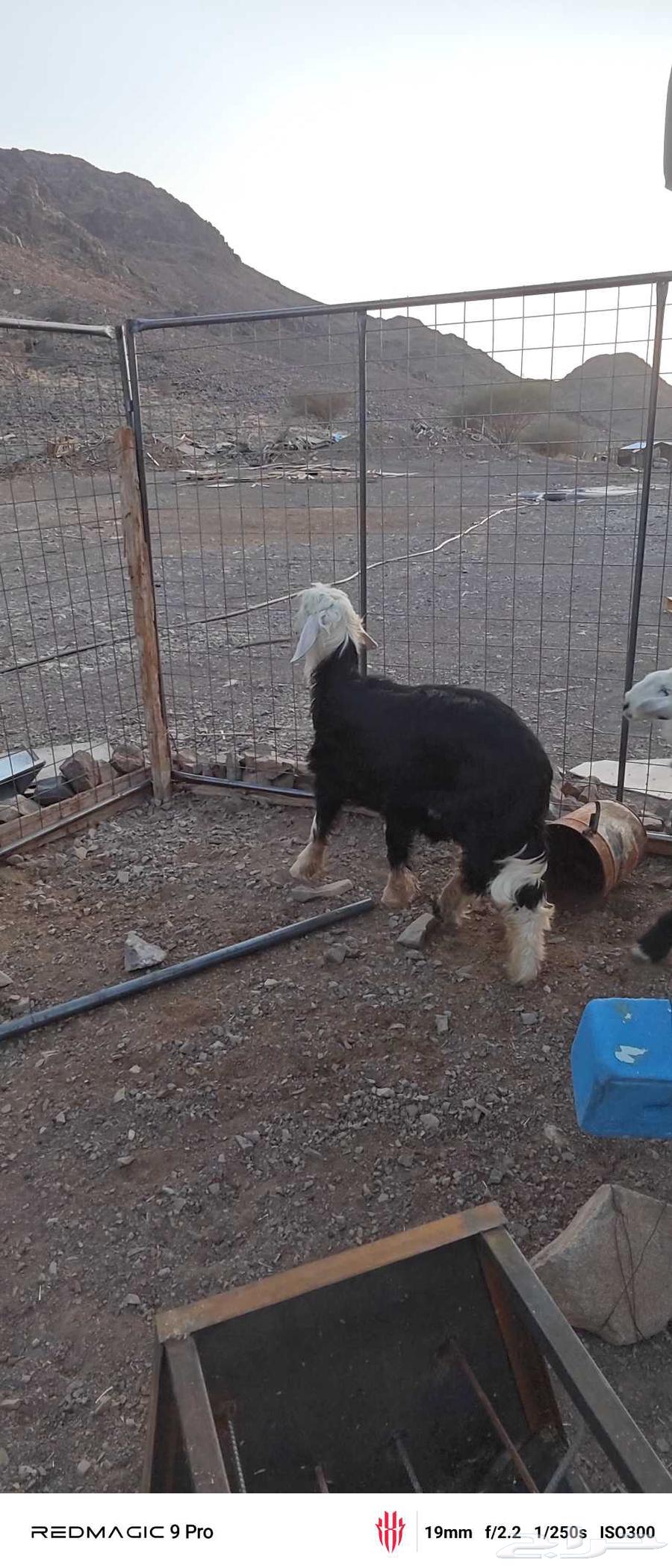 طلي نجدي تقريبا العمر 6 اسهر64508985552770111