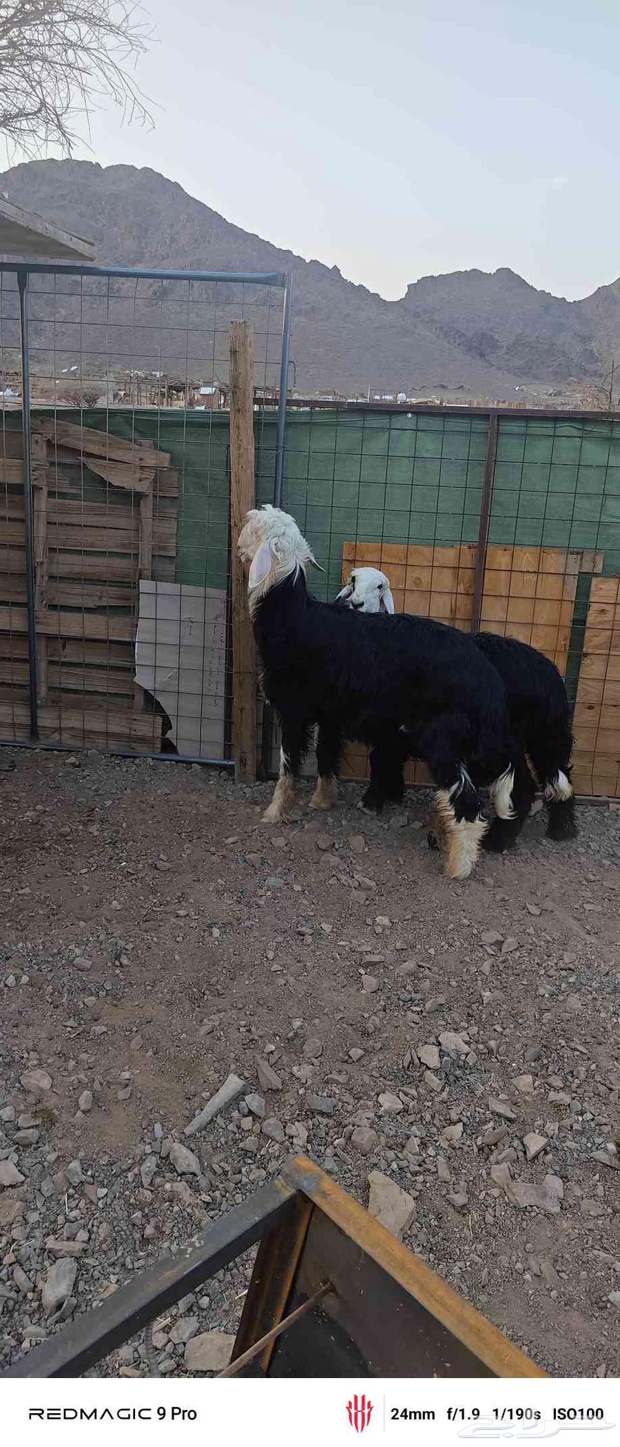 طلي نجدي تقريبا العمر 6 اسهر64508985552770112