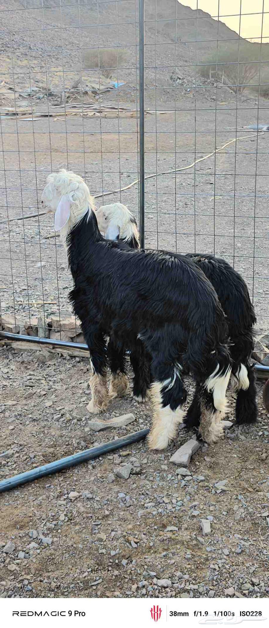 طلي نجدي تقريبا العمر 6 اسهر64508985552770110