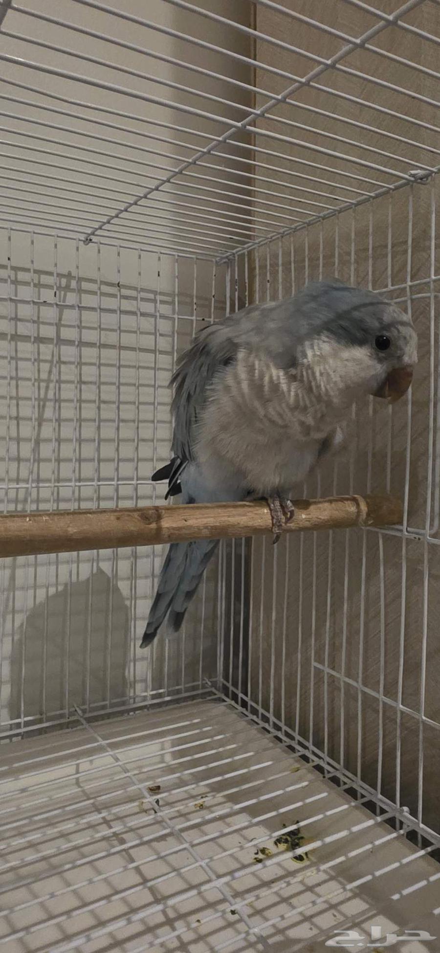 Quaker parrot, blue color, for sale, not tamed, age approximately close to one year64503760617475111