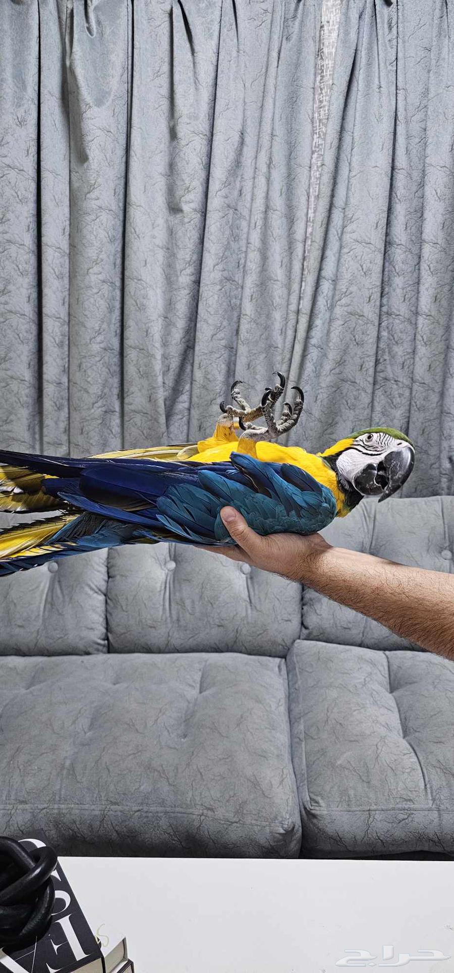 مكاو هدد خارجي تم البيع64505508729859112