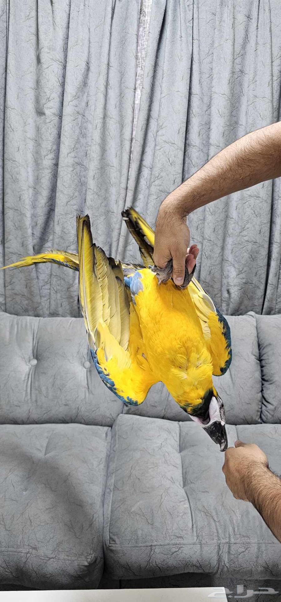 مكاو هدد خارجي تم البيع64505508729859114