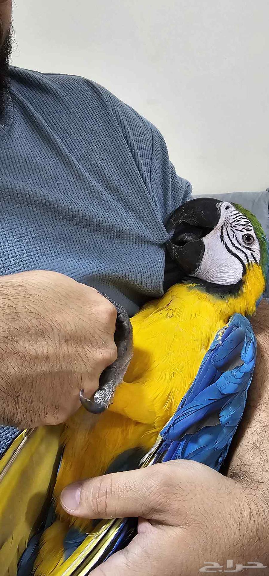 مكاو هدد خارجي تم البيع64505508729859113