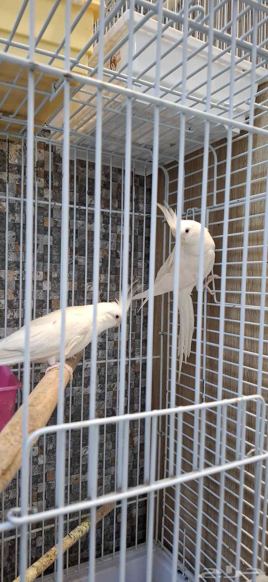 Krowan al-Bino probability of mating and selling unknown without cage64510225258883110