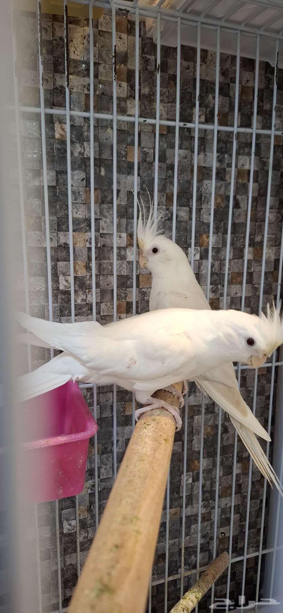 Krowan al-Bino probability of mating and selling unknown without cage64510225258883111