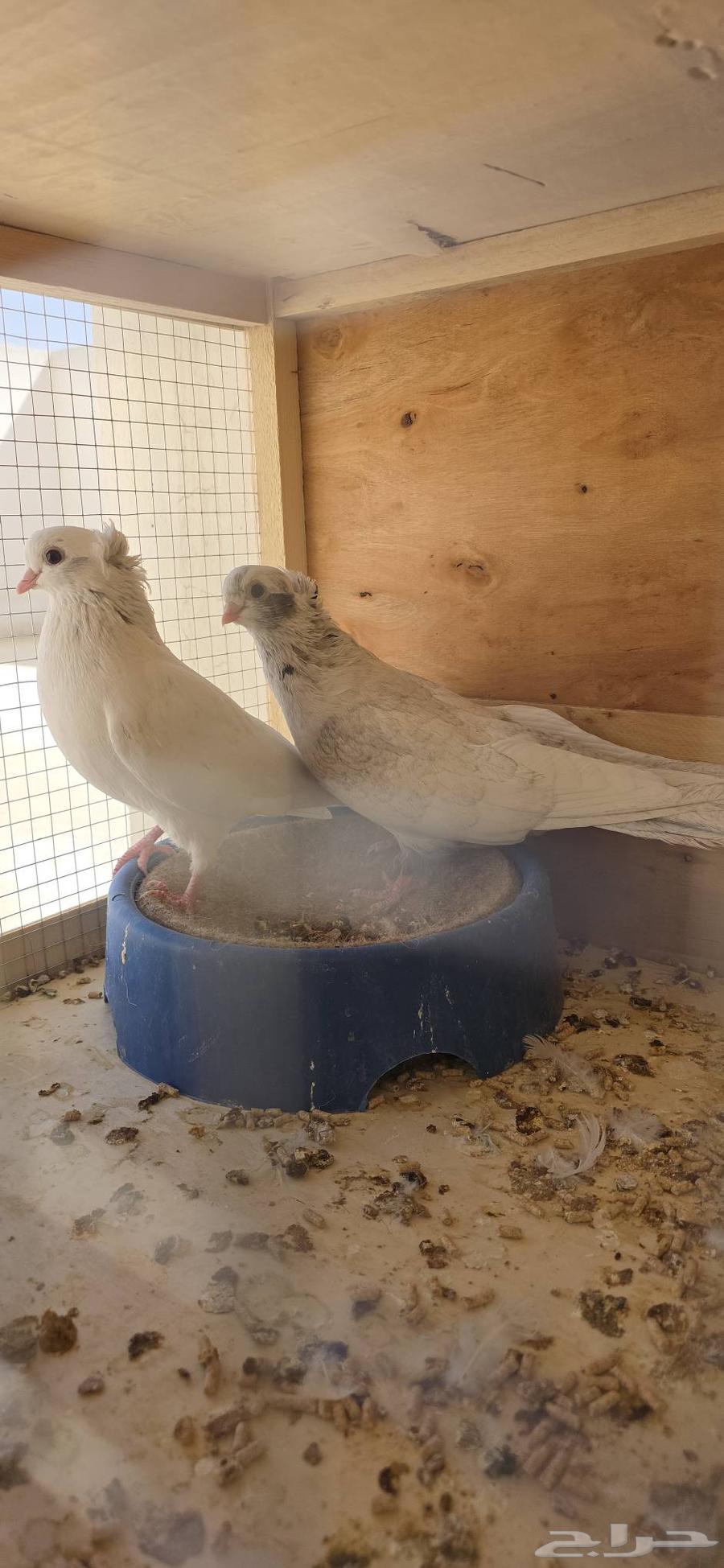 جوز حمام قنادي و جوز باكستانيات قولدن64506048646019110