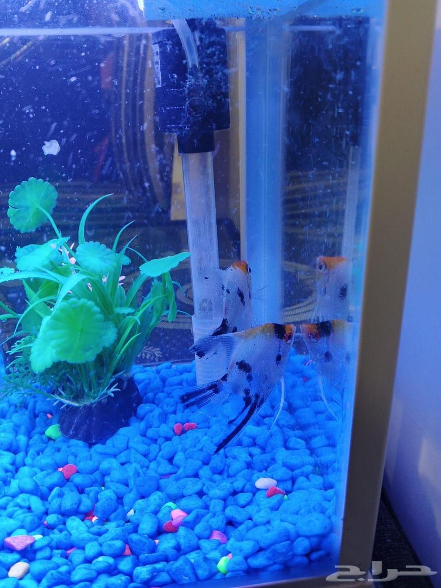 New dishwasher, never used, with warranty and used washing machine64510012803970113