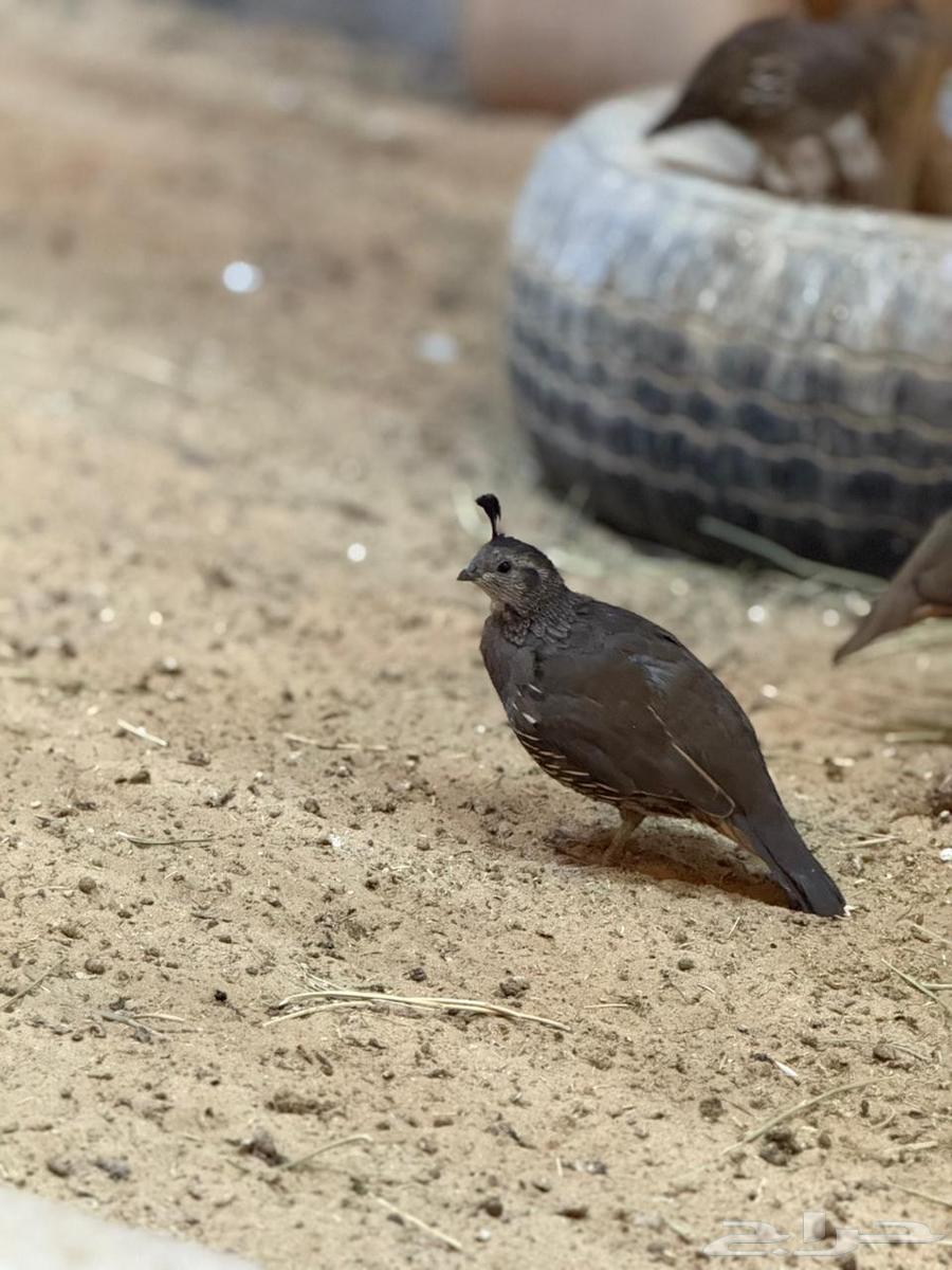 سمان كالفورنيا64505148756738110