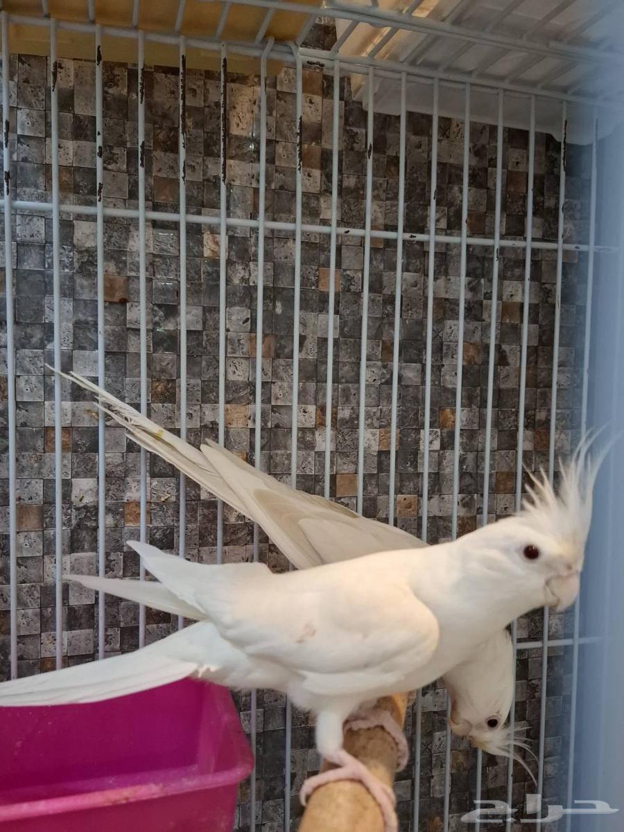 Krowan al-Bino probability of mating and selling unknown without cage64510225258883112