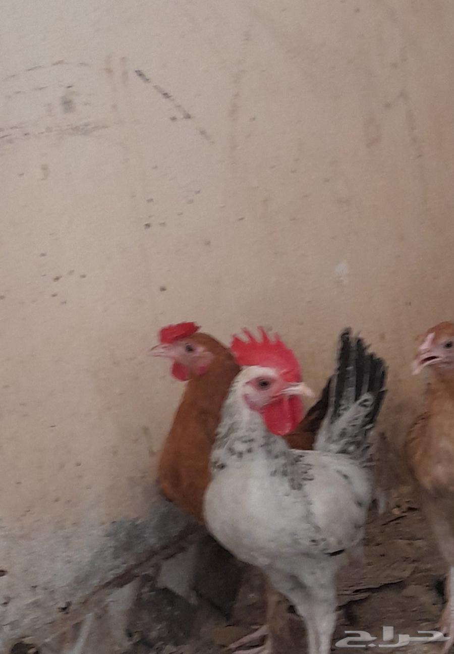Rooster for sale, quantity 1, Brahma hybrid...64516296798209110