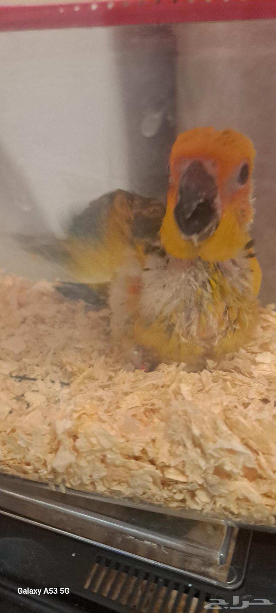 فروخ صن كنيور وكنيور عرض خاص للبيع او للبدال64514044844930110