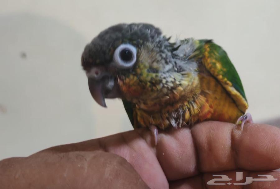 فرخ كنيور يلوسايد64513527268993110