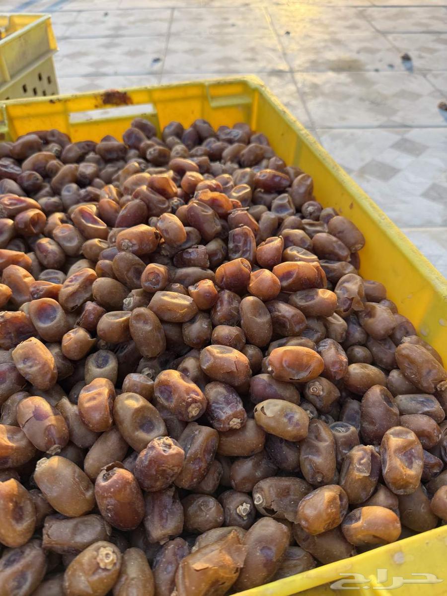 Khuzam Dates64515639911298111