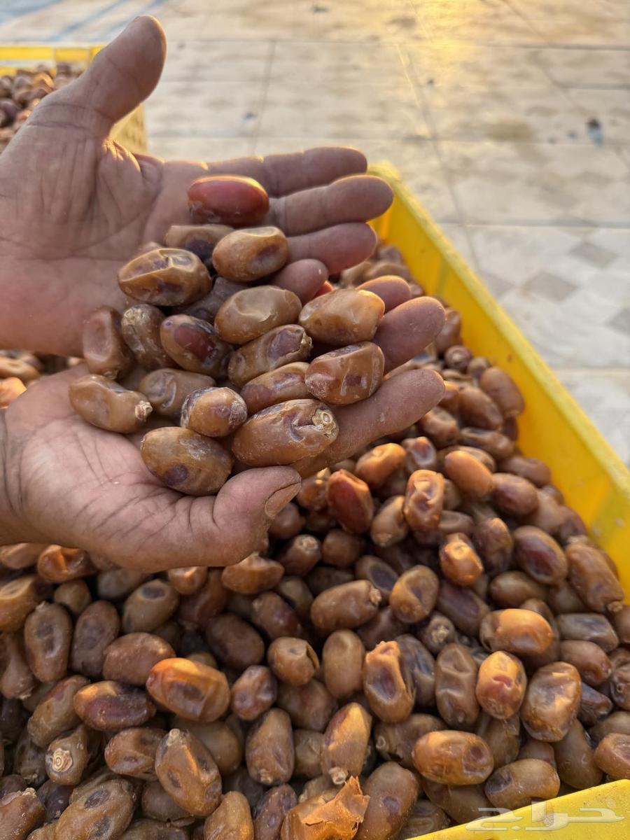 Khuzam Dates64515639911298110