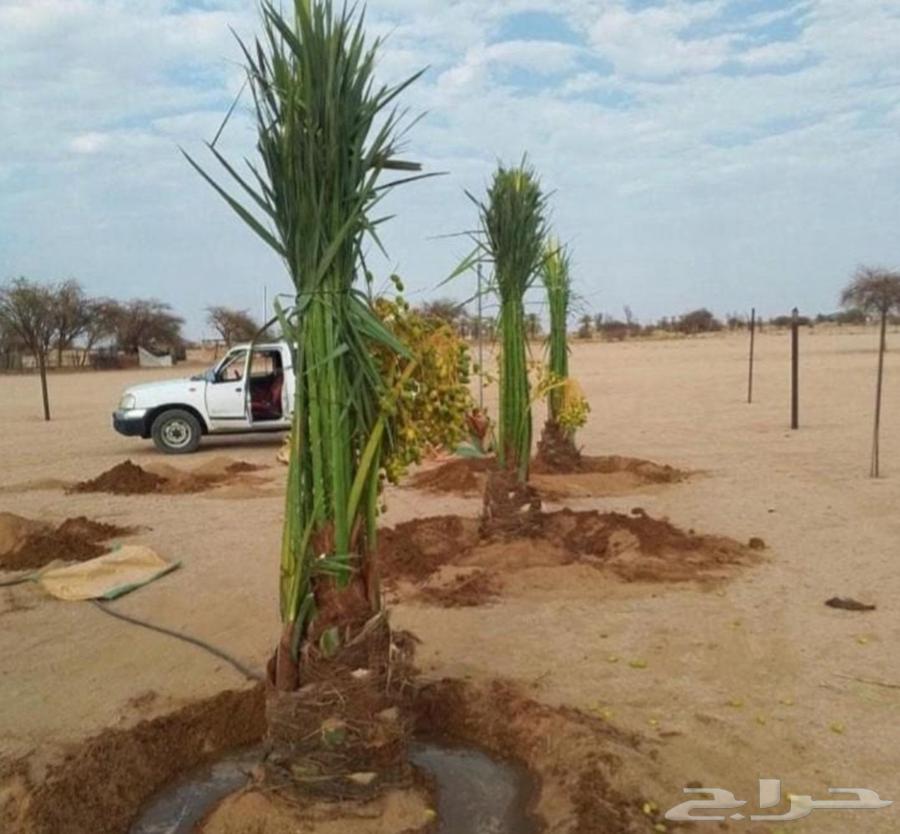 نخل للبيع شقراء الحوطه الخرج نخيل جده القصيم جميع المواقع64515136700291114