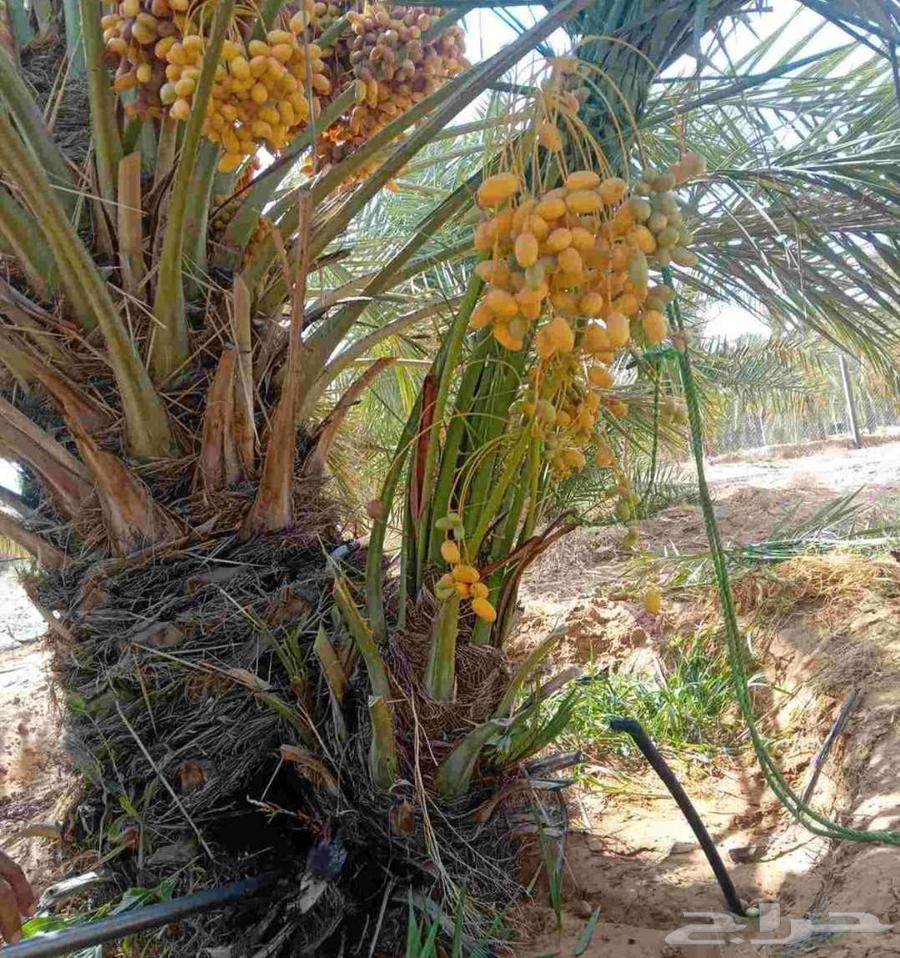 نخل للبيع شقراء الحوطه الخرج نخيل جده القصيم جميع المواقع64515136700291113