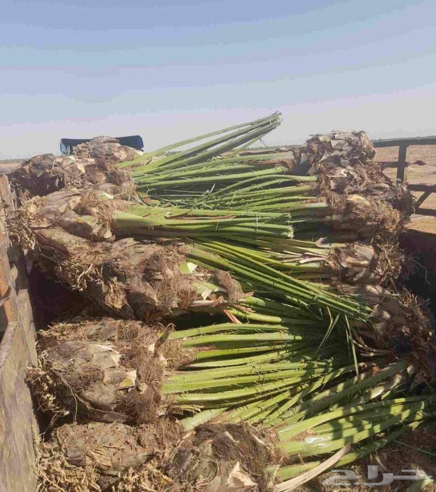 نخل للبيع شقراء الحوطه الخرج نخيل جده القصيم جميع المواقع64515136700291112