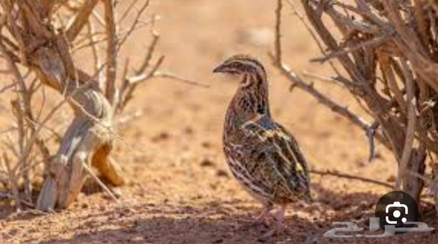 سمان الاهل الطيور64516059071105110