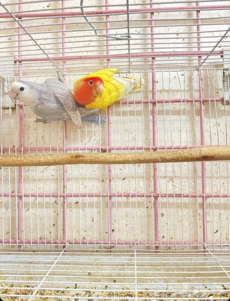 Pair of Roses64513198259713113