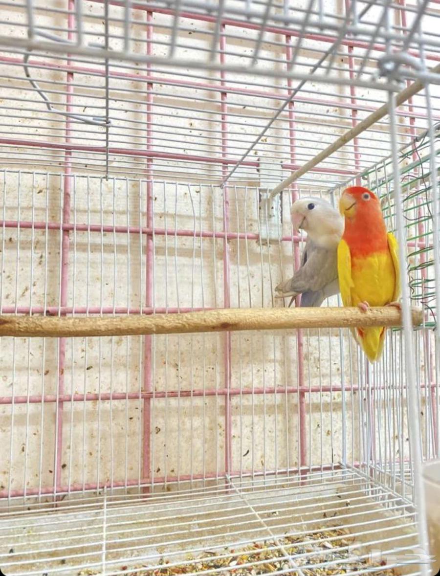 Pair of Roses64513198259713111