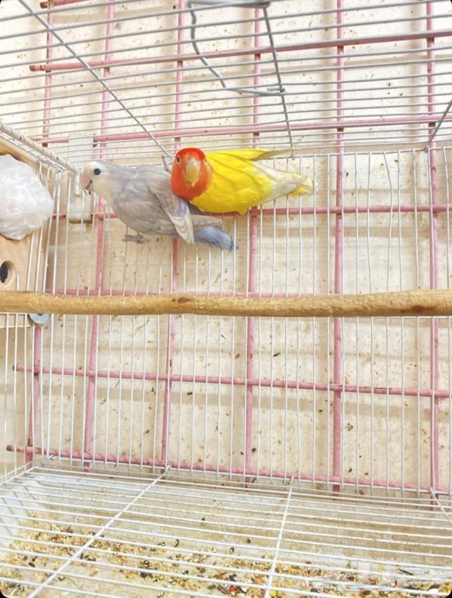 Pair of Roses64513198259713110