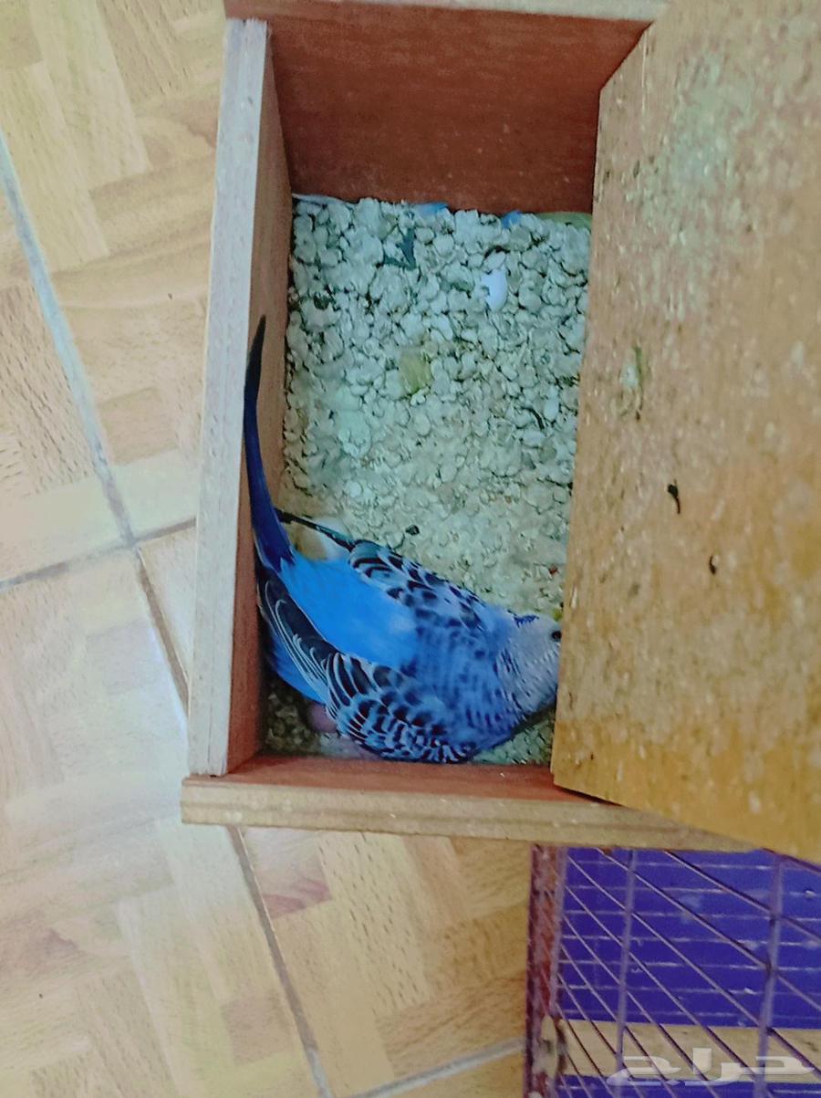 بادجي منتج بصحة ممتازة مع القفص ومستلزماته64518521965826110