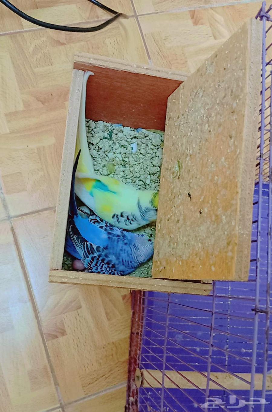 بادجي منتج بصحة ممتازة مع القفص ومستلزماته64518521965826111