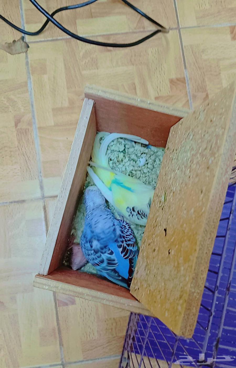 بادجي منتج بصحة ممتازة مع القفص ومستلزماته64518521965826112