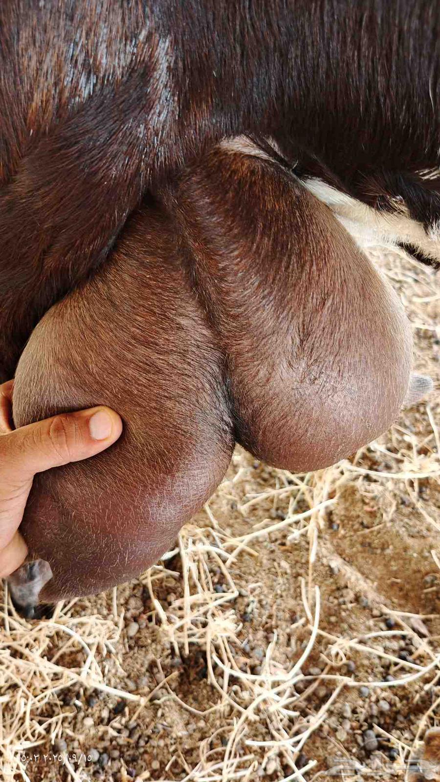 معزى بيشي رباع صافي64517889199489113