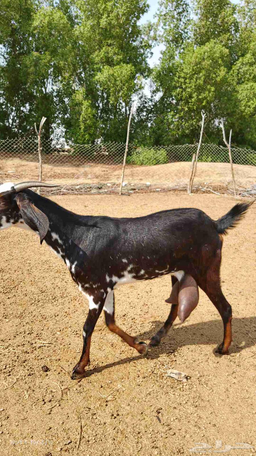 معزى بيشي رباع صافي64517889199489110