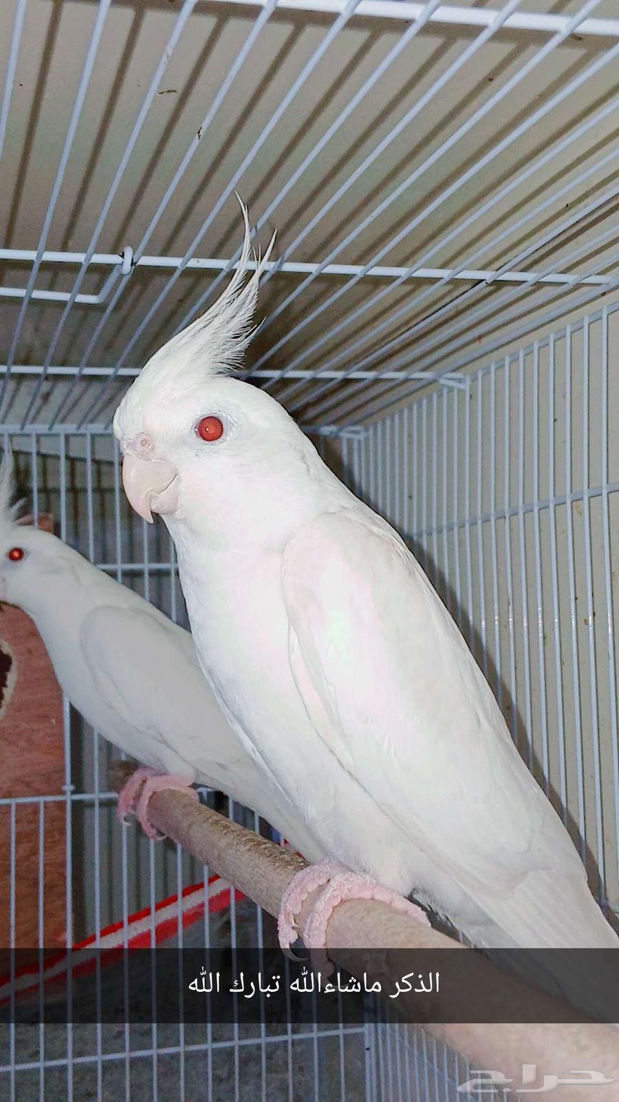 Crown Albino Pair Conditional Product64511185134977113