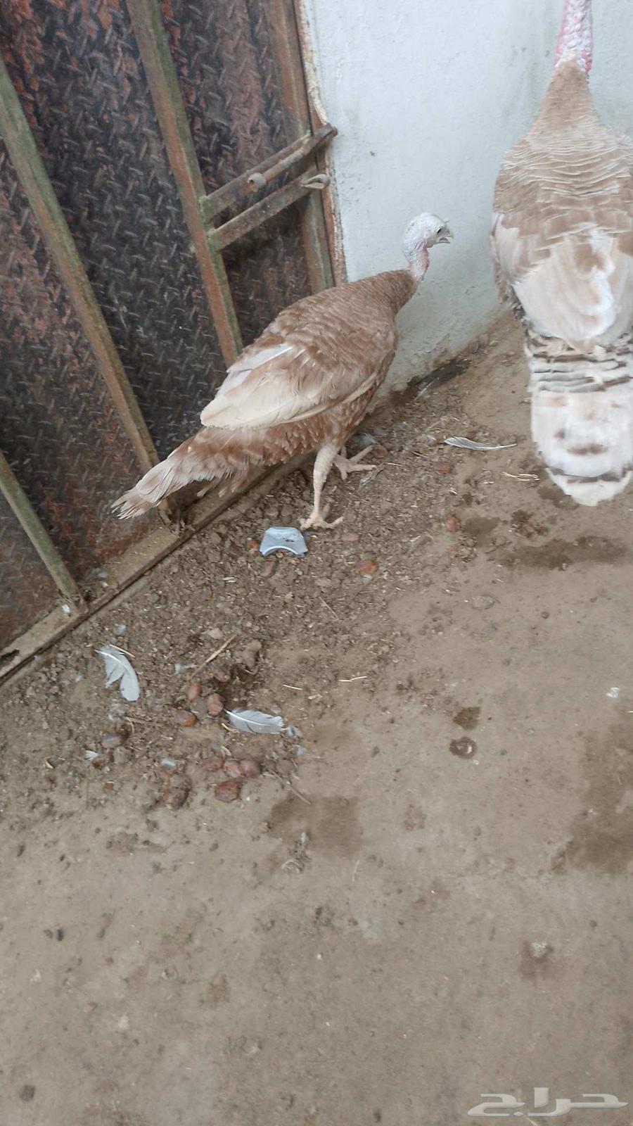 للبيع جوز رومي منتج64515388968962112