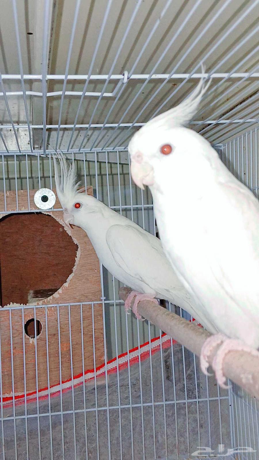 Crown Albino Pair Conditional Product64511185134977114