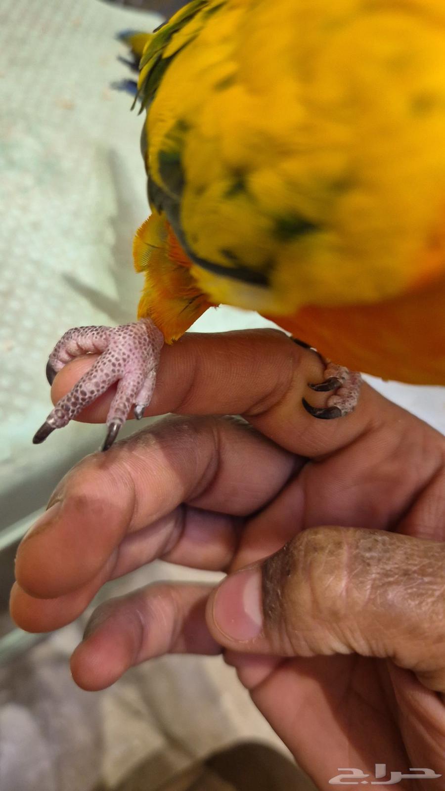 صن كنيور64443493356931110