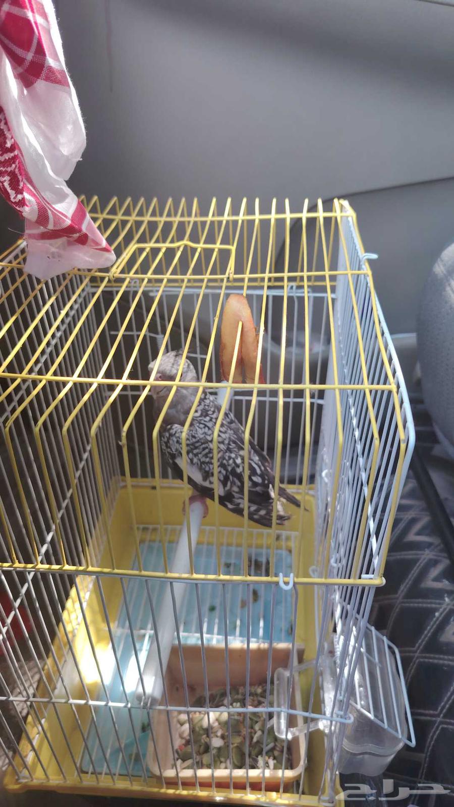 كروان او كوكتيل اليفه أنثى العمر 3شهور64514030913411112