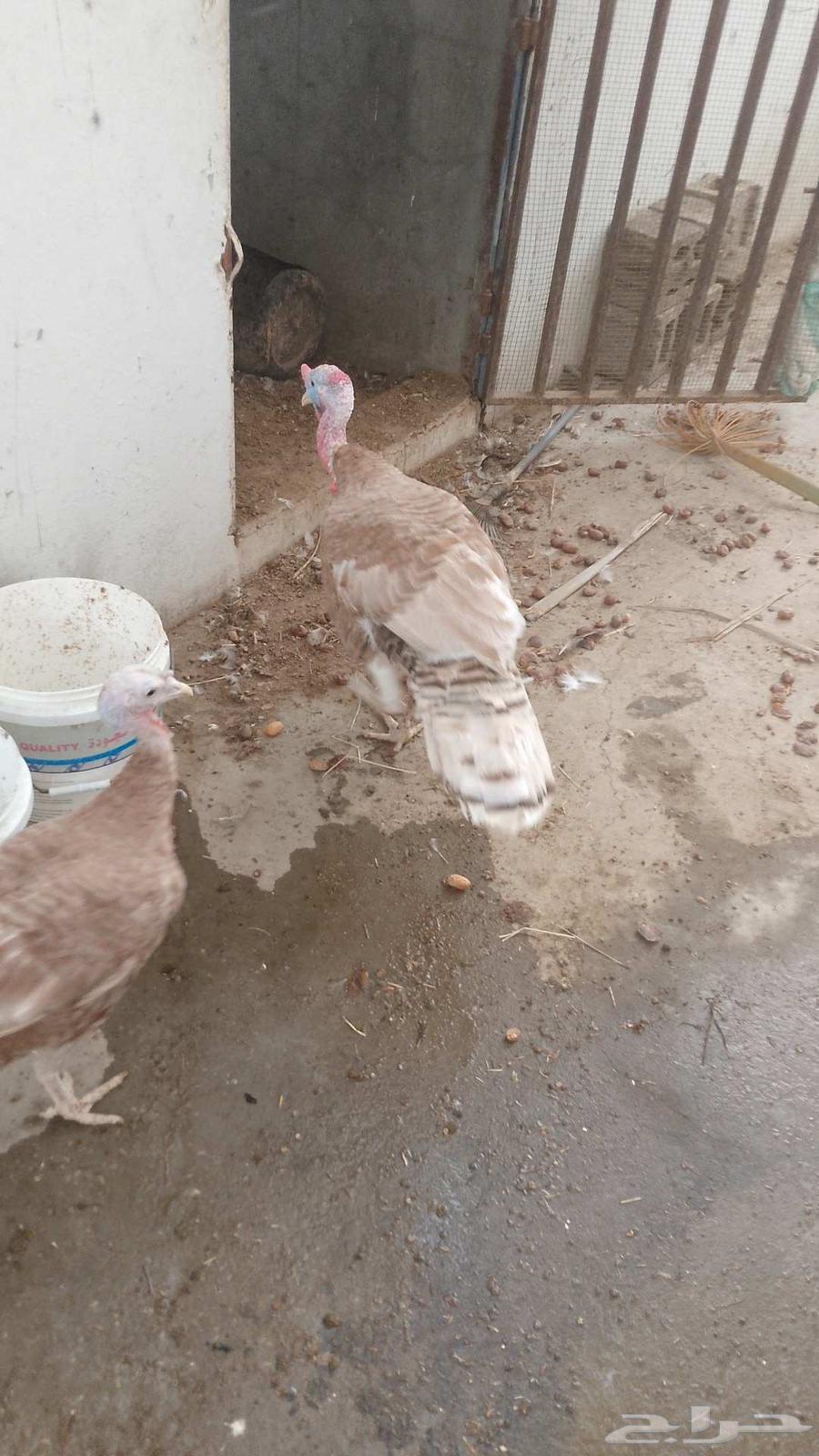 للبيع جوز رومي منتج64515388968962114