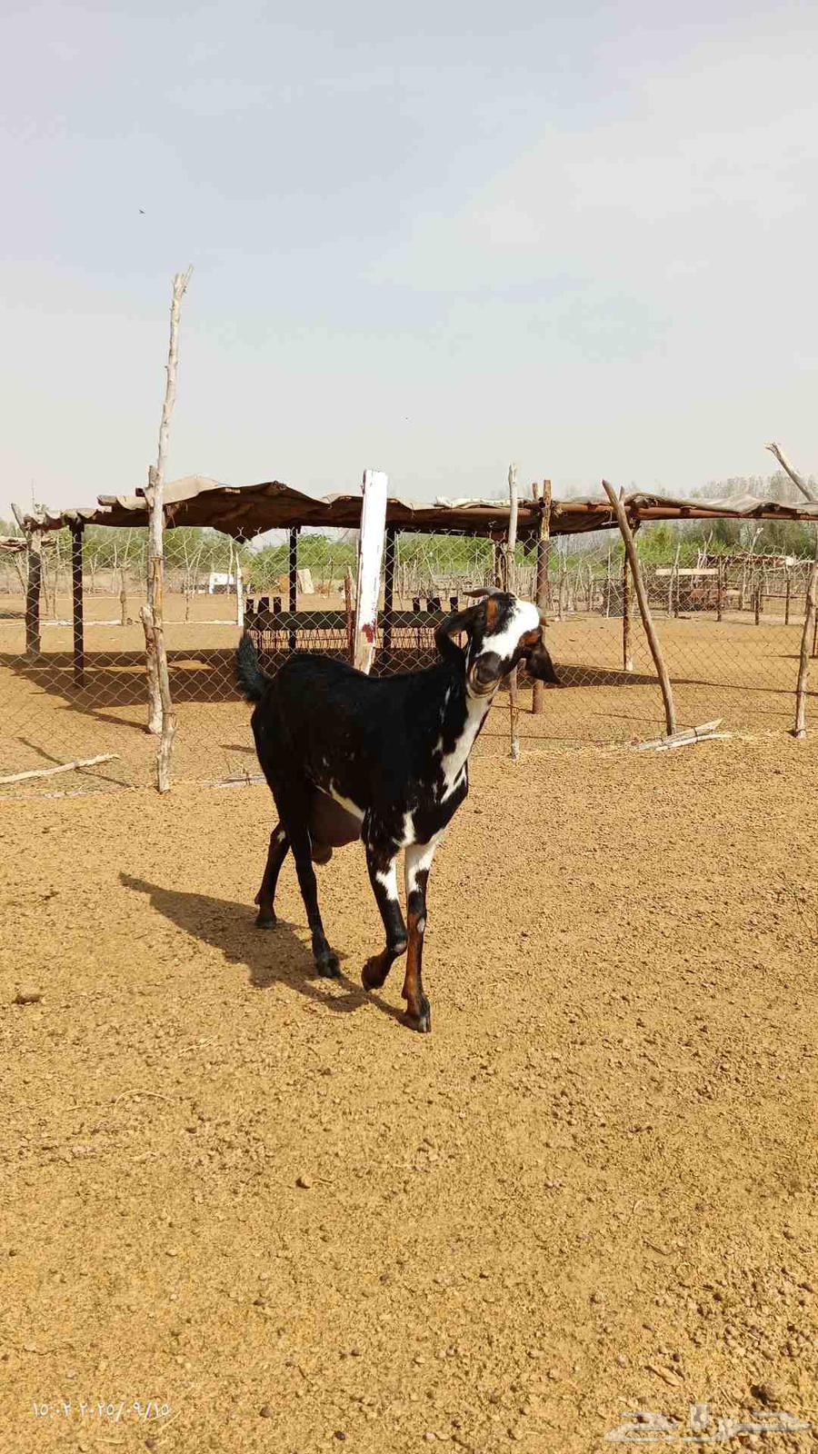 معزى بيشي رباع صافي64517889199489111