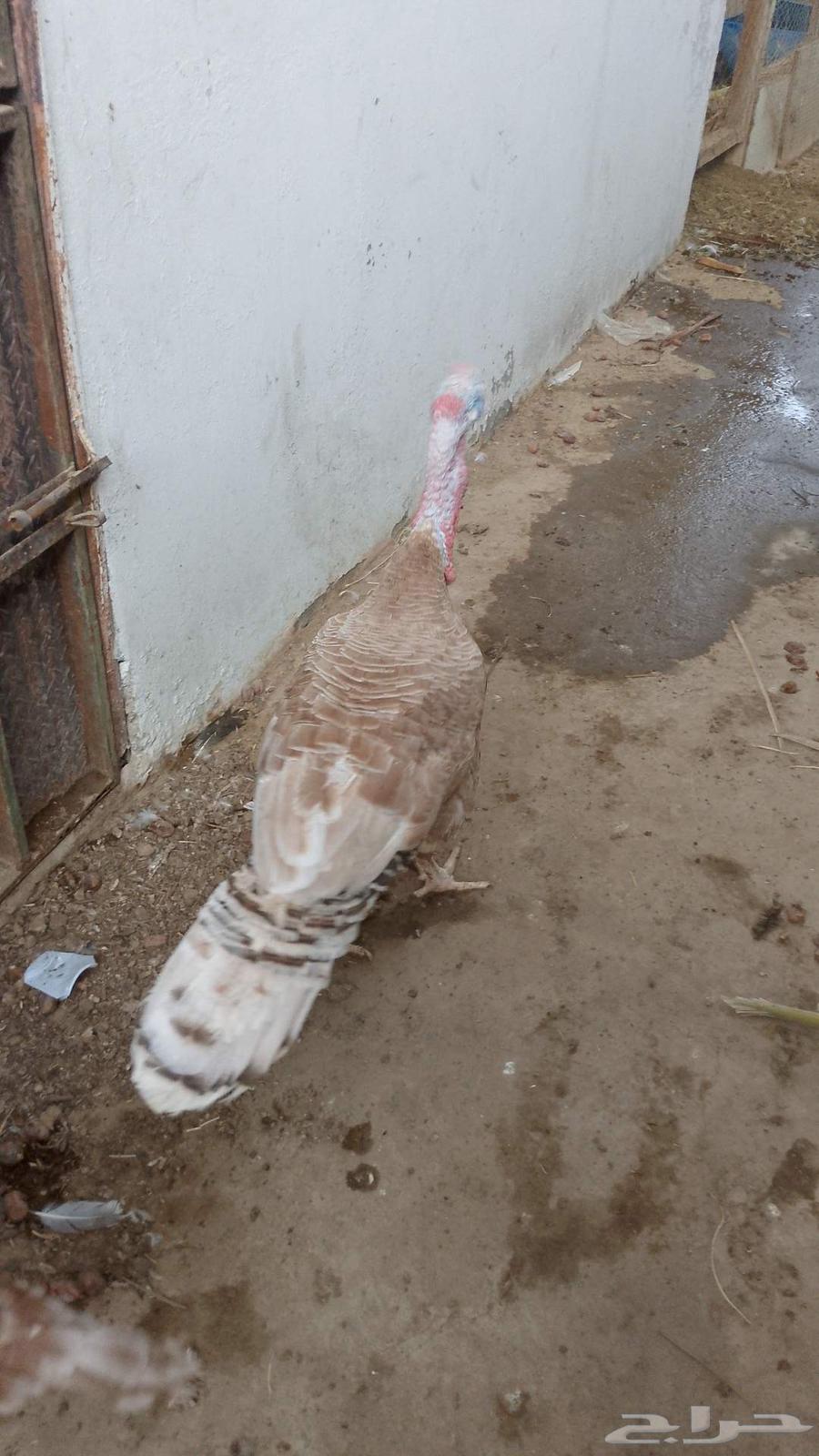 للبيع جوز رومي منتج64515388968962113