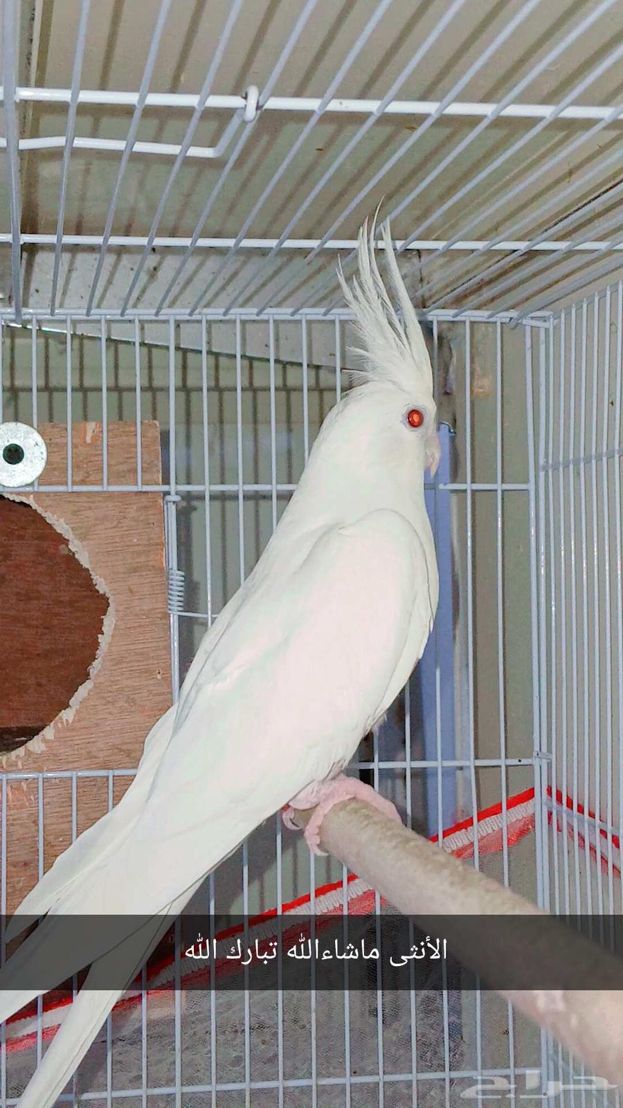 Crown Albino Pair Conditional Product64511185134977111