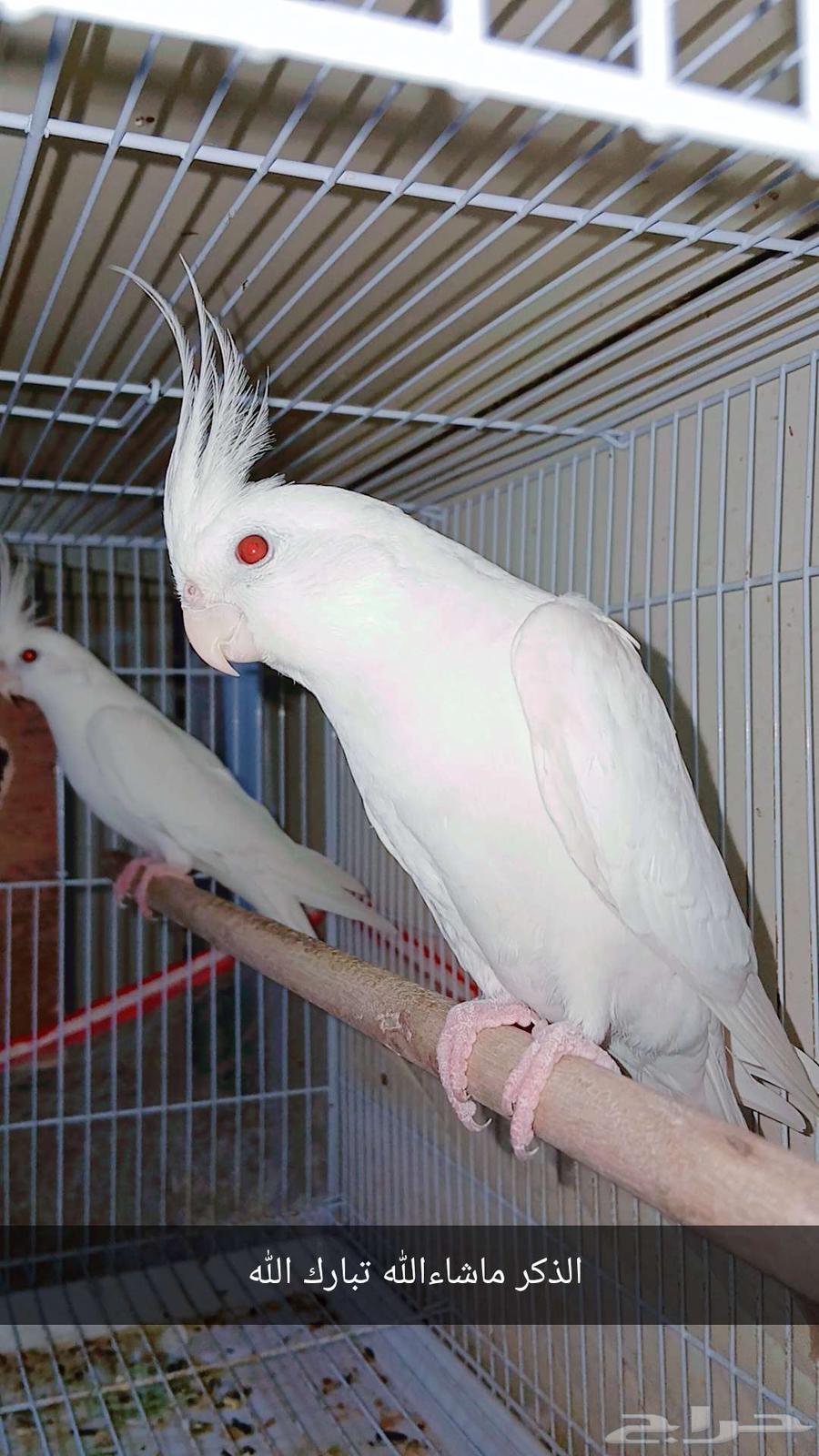 Crown Albino Pair Conditional Product64511185134977112