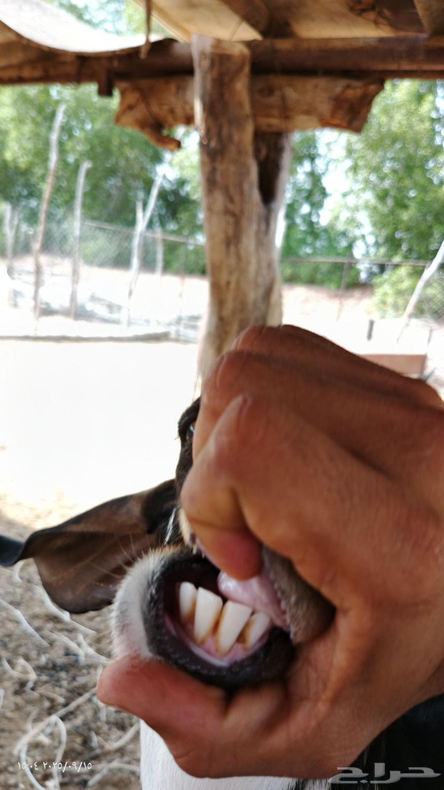 معزى بيشي رباع صافي64517889199489112