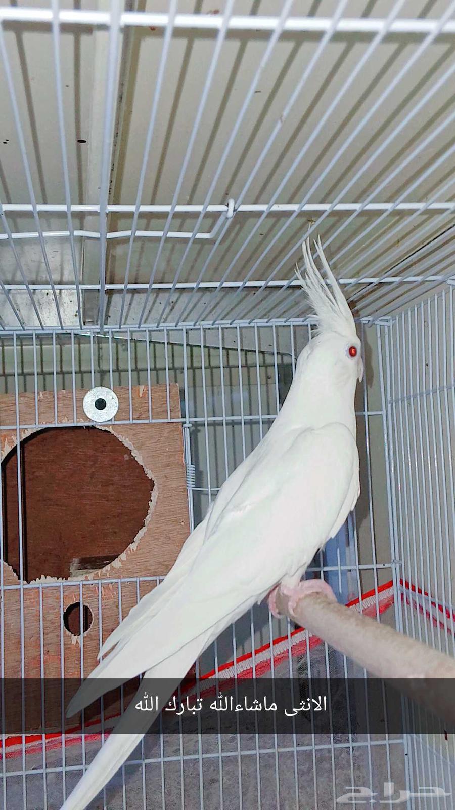 Crown Albino Pair Conditional Product64511185134977110