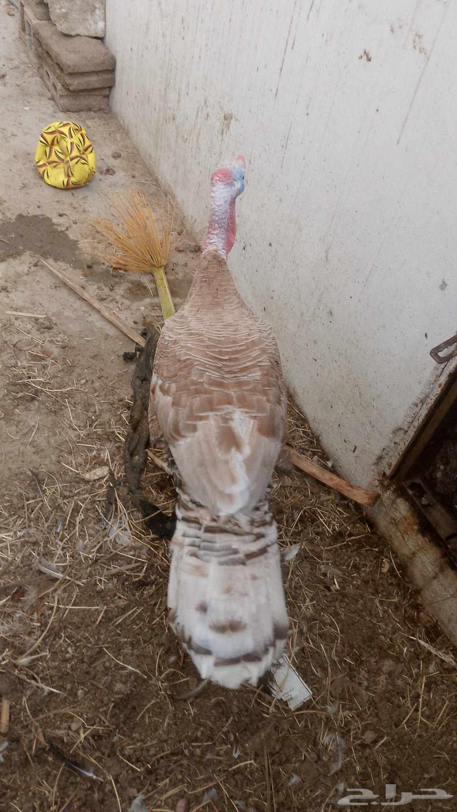 للبيع جوز رومي منتج64515388968962110